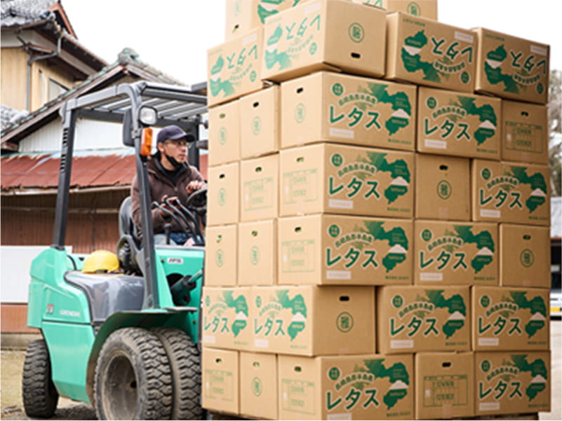写真:フォークリフトでレタスの箱を運んでいる様子